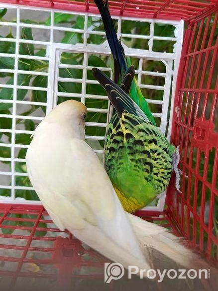 বাজরিগার পাখি