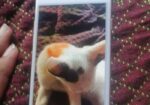Apple iPhone 8 64gb (Used)