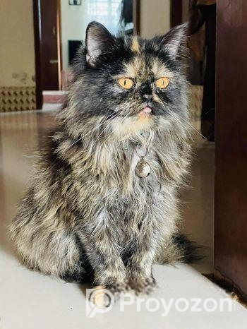 পার্শিয়ান বিড়াল বিক্রয়