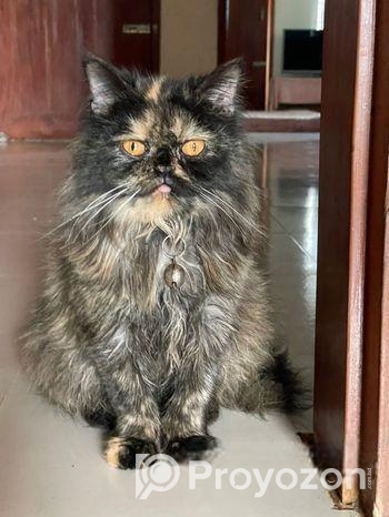 পার্শিয়ান বিড়াল বিক্রয়