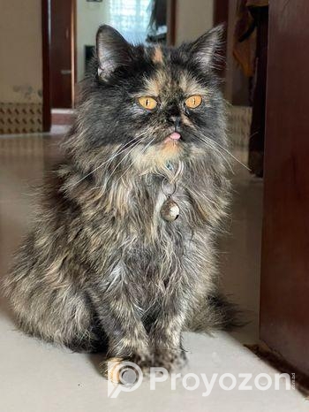 পার্শিয়ান বিড়াল বিক্রয়