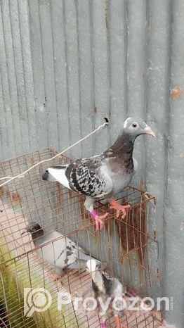 তিনটা কোয়ালিটি ফুল রেসার মাদি বাচ্চা