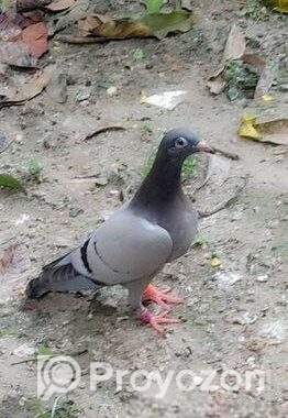 তিনটা কোয়ালিটি ফুল রেসার মাদি বাচ্চা