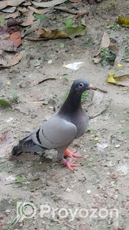 তিনটা কোয়ালিটি ফুল রেসার মাদি বাচ্চা