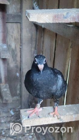 তিনটা কোয়ালিটি ফুল রেসার মাদি বাচ্চা