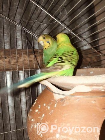 Bajrigar (বাজরিগার)