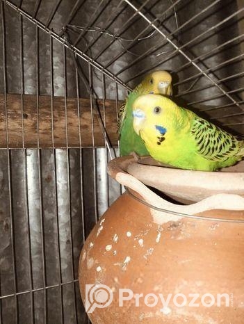 Bajrigar (বাজরিগার)