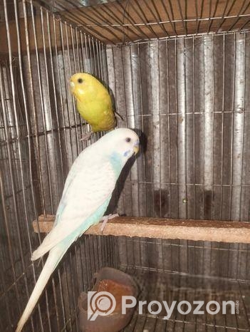 Bajrigar (বাজরিগার)