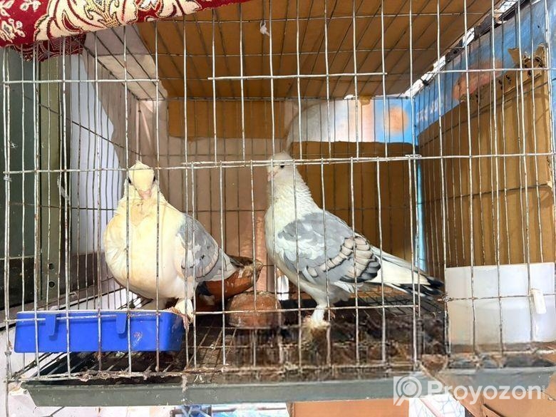 Blue Shartin Kobutor