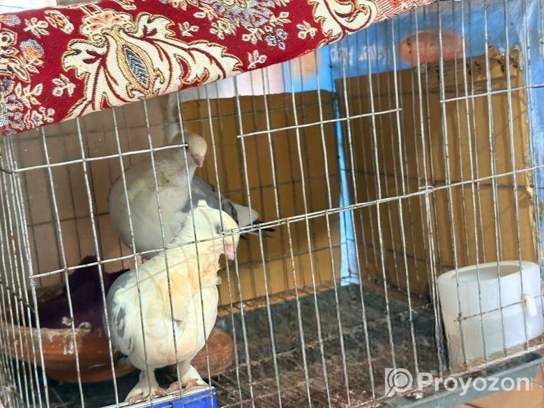 Blue Shartin Kobutor