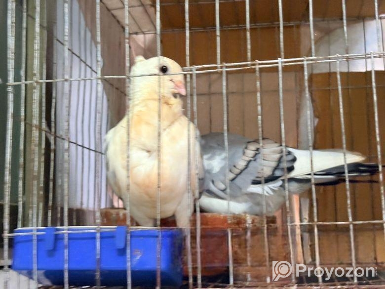 Blue Shartin Kobutor