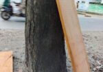 কাঠের দরজার সাইজ কাঠ বিক্রি করা হয়