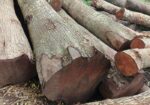কাঠের দরজার সাইজ কাঠ বিক্রি করা হয়