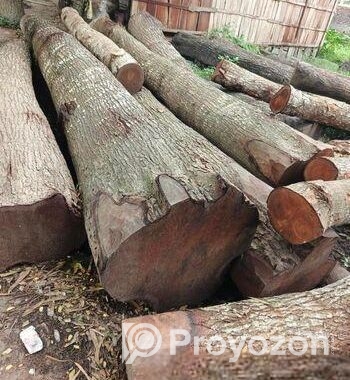 কাঠের দরজার সাইজ কাঠ বিক্রি করা হয়