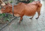 গরুটি পালন করার কেউ নাই তাই বিক্রি হবে