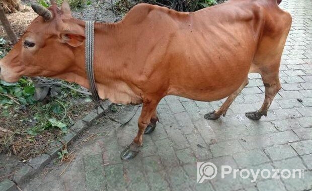 গরুটি পালন করার কেউ নাই তাই বিক্রি হবে