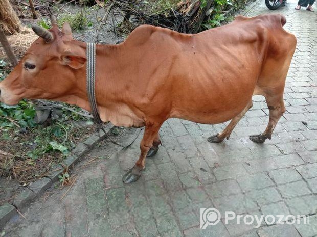 গরুটি পালন করার কেউ নাই তাই বিক্রি হবে