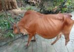 গরুটি পালন করার কেউ নাই তাই বিক্রি হবে