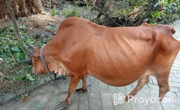 গরুটি পালন করার কেউ নাই তাই বিক্রি হবে