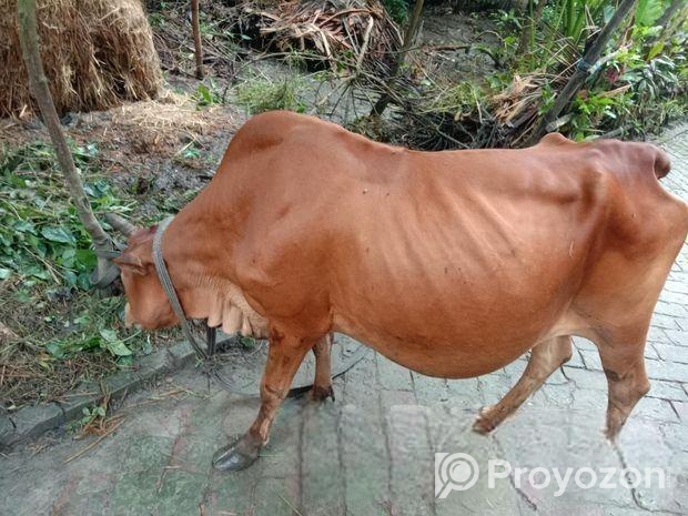 গরুটি পালন করার কেউ নাই তাই বিক্রি হবে