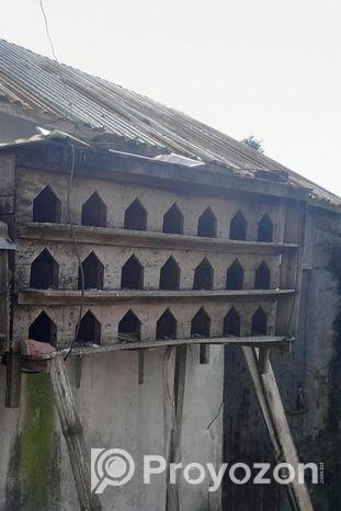 কবুতরের খোঁপ বিক্রি