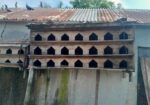 কবুতরের খোঁপ বিক্রি