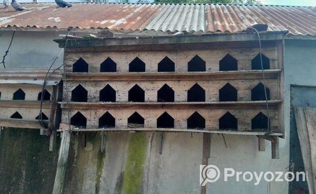 কবুতরের খোঁপ বিক্রি