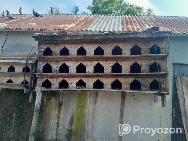 কবুতরের খোঁপ বিক্রি