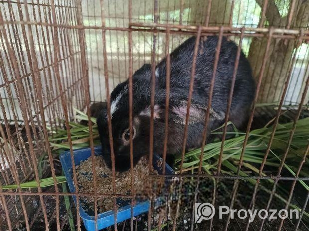 কালো খরগোশ