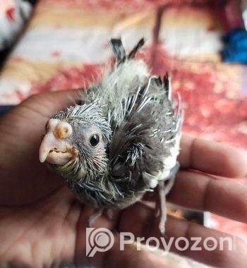 Cocatail Baby