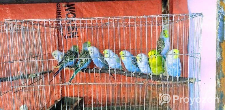 এই পাখি গুলো বিক্রি হবে