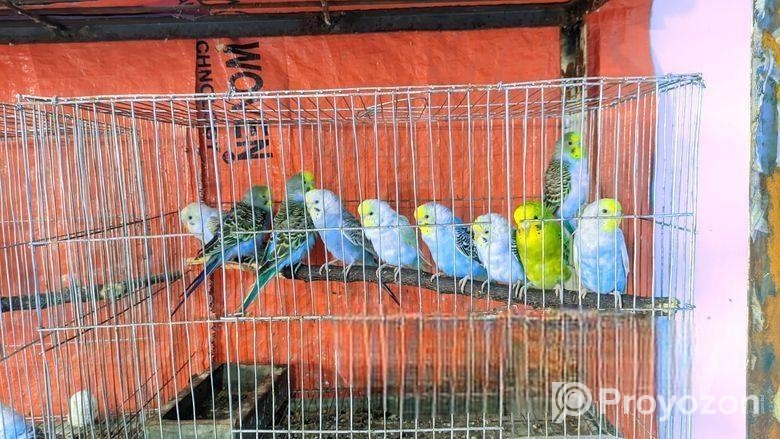 এই পাখি গুলো বিক্রি হবে