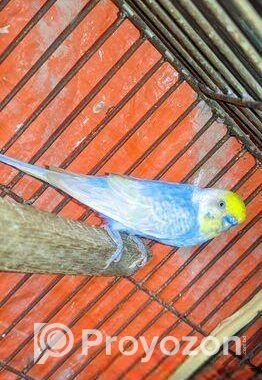 এই পাখি গুলো বিক্রি হবে