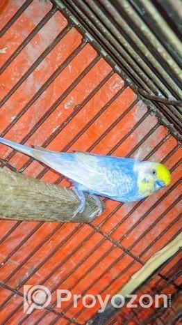 এই পাখি গুলো বিক্রি হবে