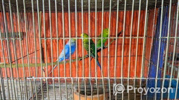 এই পাখি গুলো বিক্রি হবে