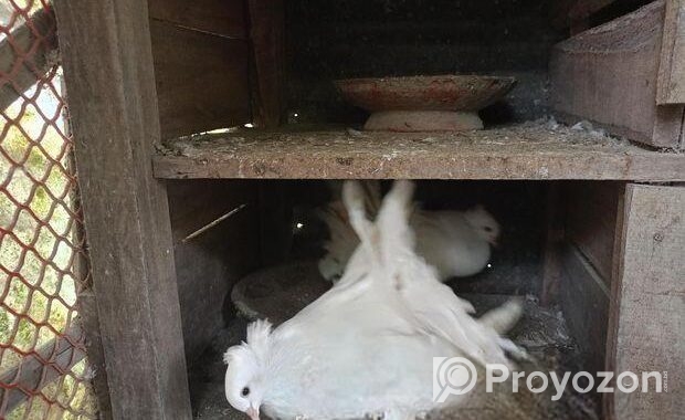 এক জোড়া সাদা লক্ষ্যা কবুতর