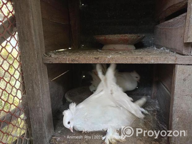 এক জোড়া সাদা লক্ষ্যা কবুতর