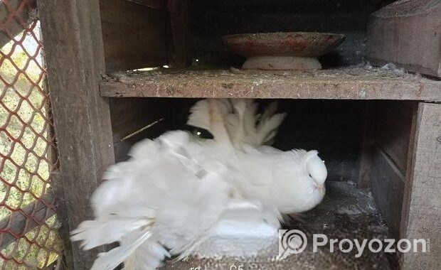 এক জোড়া সাদা লক্ষ্যা কবুতর