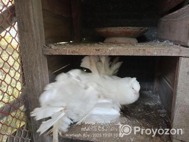 এক জোড়া সাদা লক্ষ্যা কবুতর