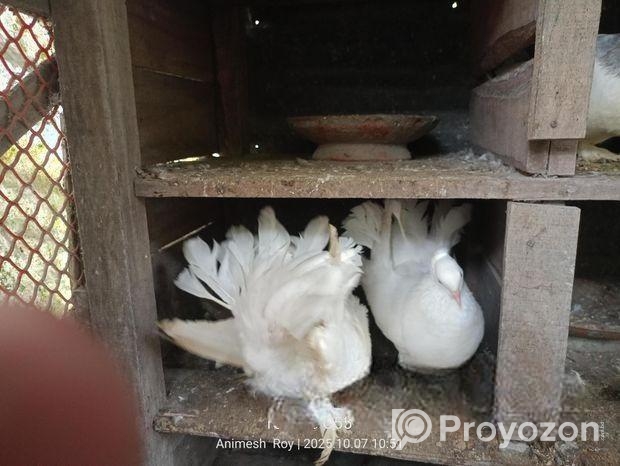 এক জোড়া সাদা লক্ষ্যা কবুতর