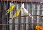 পাখি সেল হবে রানিং