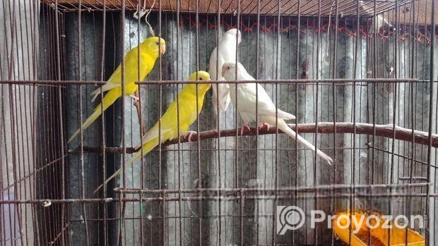 পাখি সেল হবে রানিং