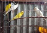পাখি সেল হবে রানিং