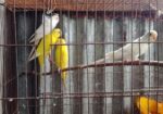 পাখি সেল হবে রানিং