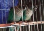 Bird For Sale