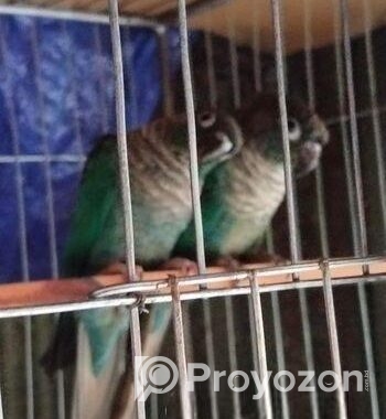 Bird For Sale