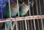 Bird For Sale