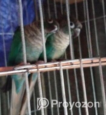 Bird For Sale