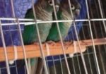 Bird For Sale