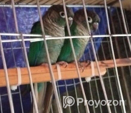 Bird For Sale